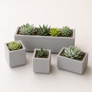 May include: A collection of gray concrete planters, each holding a variety of succulents. The arrangement includes a long rectangular planter and several square and rectangular individual pots. The succulents display shades of green.