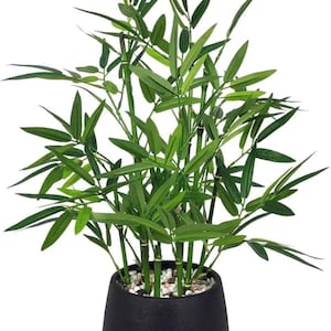 bananenpflanze variegata kaufen Musa papua Yellow Variegata – RoundAboutGreen