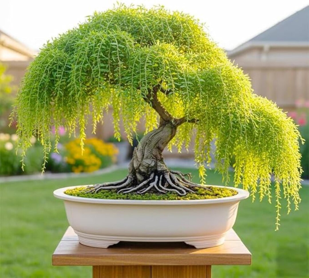 Weeping Willow Tree Seeds | Non-gmo Heirloom Garden Plant | Outdoor ...