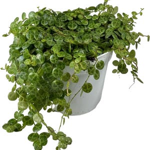 Suculenta Cadena de Tortugas – Planta de interior colgante y trepadora