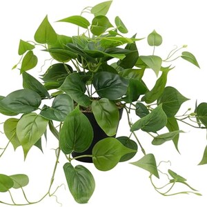 black raven zz plant for sale Black Raven ZZ Plant For Sale Including Care Guide Medium / Grower / Varies main image 0