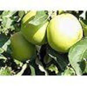 Apple Tree, Crisp Yellow All Purpose Apples, Golden Delicious, Bare Root 6 to 12 inch, Self Pollinating, Zone 4 to 8