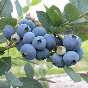 Blueberry Bush, Sweet Juicy Berries Twice a Year, Sweetheart, Self Pollinating, 3.5 inch Pot, Zone 4 to 8, Cold Hardy