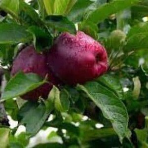 May include: Two deep red apples with visible water droplets hanging from a branch surrounded by lush green leaves. The fruit has a smooth, rounded skin and is nestled among the foliage of the tree, showing natural texture and color.
