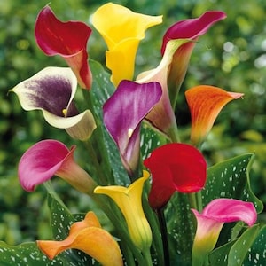 May include: A vibrant bouquet of calla lilies featuring a variety of colors including yellow, deep red, purple, orange, and a cream-colored bloom with dark purple edges, all set against green leaves with white speckles.