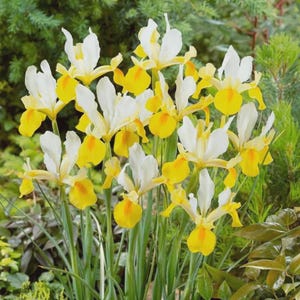 May include: A cluster of iris flowers featuring white upper petals and bright yellow lower petals. The blooms are supported by slender green stems and narrow, upright leaves, creating a dense arrangement of white and yellow blossoms.