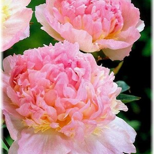 Peony Bare Root, Light Pink and Cream Double Blooms, Raspberry Sundae, 2 to 3 Eye, Flowers 8 to 9 Inches, Zone 2 to 8