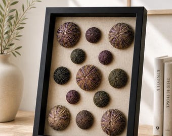 Sanibel Island Winter Treasures-Framed Sea Urchin Memory Box (14x11x2)