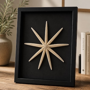 May include: A framed starfish art piece. The starfish, with multiple elongated arms, is centered on a black background within a black frame. The natural beige color of the starfish contrasts with the dark backdrop, creating a striking visual.