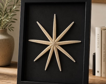 Sanibel Island Winter Treasures-Framed Nine Armed Sea Star Memory Box (14x11x1.7)