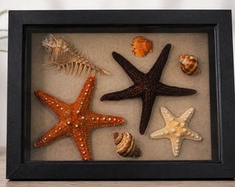 Zimowe skarby wyspy Sanibel – pudełko z cieniami – ręcznie zbierana pamiątka z wybrzeża (10x8x2,17)
