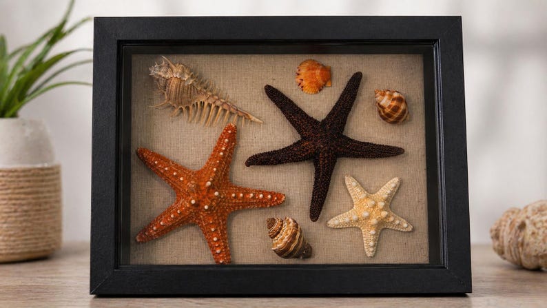 May include: A framed display featuring various seashells and starfish. The arrangement includes a large orange starfish, a dark brown starfish, and a smaller cream-colored starfish. Several seashells of different shapes and colors are also present.