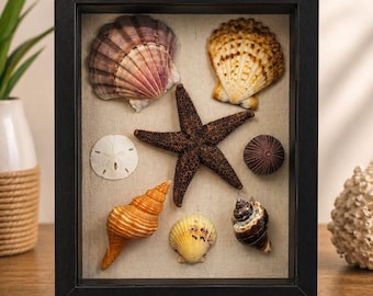 Sanibel Island Winter Treasures Shadow Box – Hand-Collected Coastal Keepsake (10x8x2.17)
