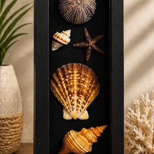 Puede incluir: Una exhibici&oacute;n enmarcada en negro con varias conchas marinas y un erizo de mar sobre un fondo negro. Las conchas incluyen una gran concha de vieira, una concha de caracola y una peque&ntilde;a concha en espiral.