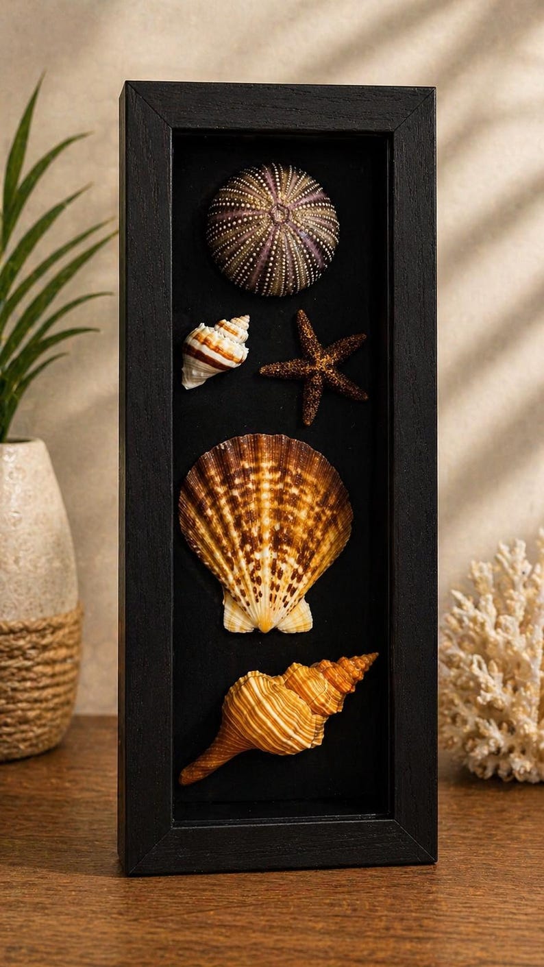 Puede incluir: Una exhibici&oacute;n enmarcada en negro con varias conchas marinas y un erizo de mar sobre un fondo negro. Las conchas incluyen una gran concha de vieira, una concha de caracola y una peque&ntilde;a concha en espiral.