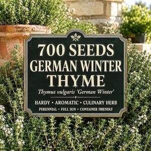 May include: A rectangular black garden sign with gold trim and lettering that reads 700 SEEDS GERMAN WINTER THYME, Thymus vulgaris 'German Winter', HARDY AROMATIC CULINARY HERB, PERENNIAL FULL SUN CONTAINER FRIENDLY, featuring a small leaf icon.