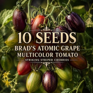 May include: A cluster of Brad's Atomic Grape tomatoes on the vine, featuring elongated fruits with purple, red, and green stripes. The text reads: 10 SEEDS BRAD'S ATOMIC GRAPE MULTICOLOR TOMATO STRIKING STRIPED CHERRIES. Small yellow flowers are visible.