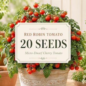 20 Red Robin Micro-Dwarf Tomato Seeds, 20 Cherry Seeds for Pots