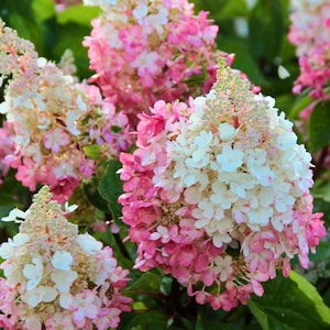 Puede incluir: Primer plano de un grupo de flores de hortensia. Las flores hacen la transición del blanco al rosa, con una mezcla de colores. Las flores están rodeadas de hojas verdes, creando una escena natural y vibrante.