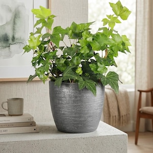 Live English Ivy Plant – 4" Brushed Silver Pot, Air Purifying Indoor Houseplant, Easy Care by Thorsen's Greenhouse