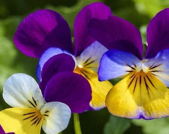 500 Johnny Jump Up-frön | Tricolorviol | Färgglada vildblommande trädgårdsfrön