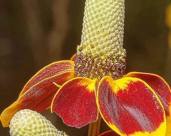 500 frön av mexikansk hatt | Ratibida columnifera | Torktålig vildblomma