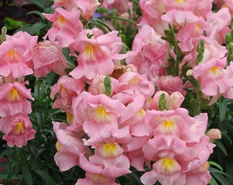 Äppelbloms-Snepgonfrön | Antirrhinum majus | Heirloom 100 Blomfrön