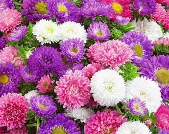 100 asterfrön av puderpuff | Rainbow Mix | Callistephus chinensis-blommor