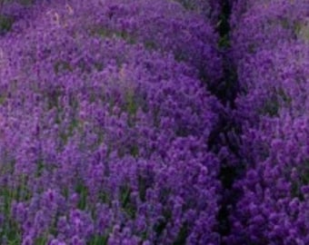250+ Lavendel Vera Frön | Lavandula angustifolia | Doftande Blomfrön
