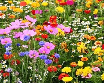 Fleråriga vildblomsblandningar frön | 15 arter | Lättodlade ängsblommor 400 frön