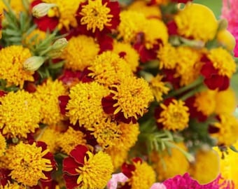 50+ tigeröna ringblomsfrön | Tagetes patula | Röda gula tvåfärgade blommor