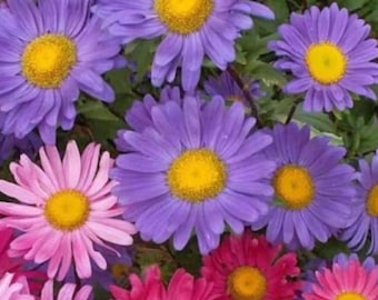 250+ Kina Aster Frön Mix | Callistephus chinensis | Färgglada Blomfrön
