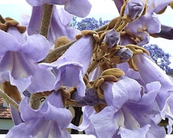200 frön från Royal Empress-trädet | Paulownia tomentosa | Snabbväxande blommande träd