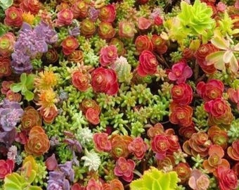 100+ blandade sedumfrön | fetknoppssuckulent | marktäckande xeriscape-växter