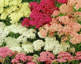 100+ Yarrow Colorado Mix Frön | Achillea millefolium | Xeriscape Fleråriga blommor