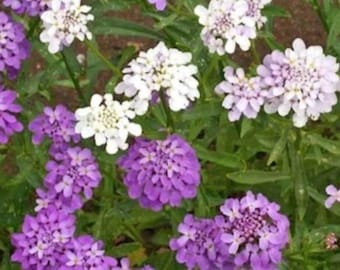 300+ Globe Candytuft-frön | Iberis umbellata | Färgglada blomfrön