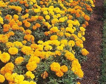 Fröer av Crackerjack-ringblomma | Tagetes erecta Mix | 200 frön av arvsblommor