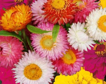 100 mixfrön av jordgubbsblommor | Xerochrysum bracteatum | Everlasting Flower Frön