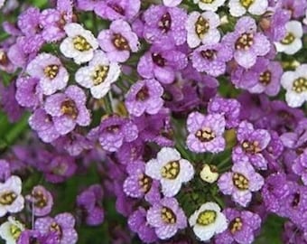 100 frön av Royal Carpet Alyssum | Lobularia maritima | Lila marktäckande blommor