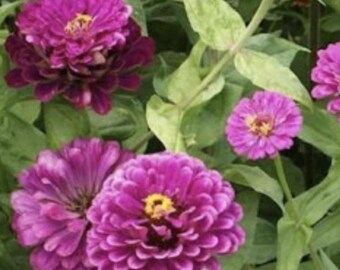 100+ Purple Prince Zinnia frön | Zinnia elegans | Livfull blomma