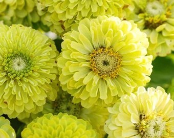 100+ Green Envy Zinnia frön | elegans | Limegröna blommor