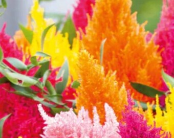 200 Celosia Pampas Plume Frön | Argentea Mix | Färgglada Plumblommor