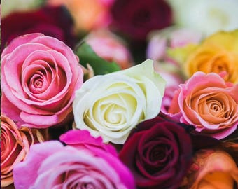 5 blandade rosfrön | Rosa spp. | Sällsynta fleråriga trädgårdsblommor