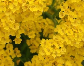 250+ korgar med guldfärgade Alyssumfrön | Aurinia saxatilis | Gula fleråriga blommor