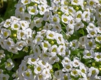 1000+ söta Alyssumfrön | Lobularia maritima | Doftande marktäckande blommor