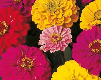 100+ Dahliablommande Zinniafrön | Zinnia elegans Mix | Dubbelblommande blommor