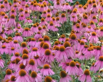 200 frön av lila solhatt | Echinacea purpurea | Frön av fleråriga vildblommor