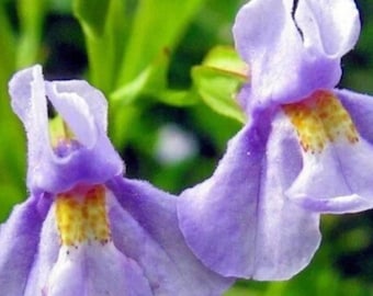 300+ Allegheny Monkey-blomfrön | Mimulus ringens | Flerårig vildblomma