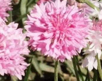 400+ rosa blåklintsfrön | Centaurea cyanus | Ungkarlsblomsfrön