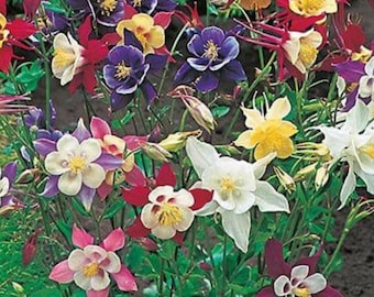 300+ McKana Giants Columbine Frön | Aquilegia Blandade Färger | Fleråriga Blomfrön